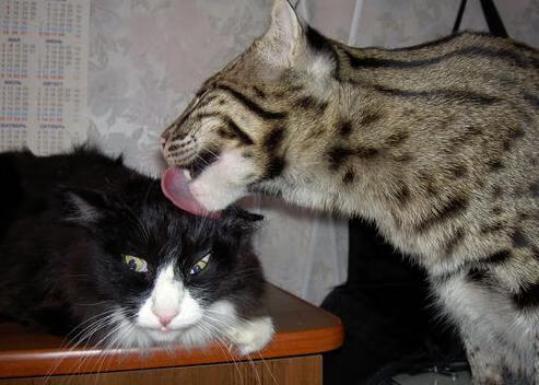 PG游戏下载-奥运周期关键战，深圳队单节狂飙，拉开篮网锁定焦点战胜利